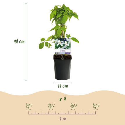 Clematis montana Grandiflora – 2 Pflanzen 11cm – ca. 40cm hoch – Schnellwachsende Kletterpflanze mit großen weißen Blüten – Pflegeleicht & robust – Für Garten, Pergola & Zaun