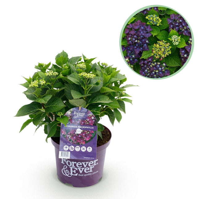Hortensie Forever & Ever Lila – Hydrangea macrophylla – Lila – Balkonpflanze – 23cm 55cm hoch – 7-12 Blüten – Für Balkon, Terrasse & Beet