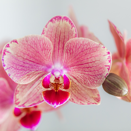 Phalaenopsis Orchidee Pirate Picotee – 2 Pflanzen - Blühende Zimmerpflanze Ø12cm – Orange-Rosa Farbverlauf – Frisch vom Züchter – Eleganter Blickfang fürs Zuhause