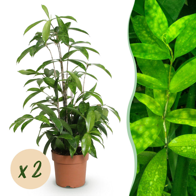 Dracaena surculosa – 2 pflegeleichte Drachenbäume – 60-70cm – 17cm – Elegante Grünpflanzen für Wohnzimmer, Büro & Schlafzimmer