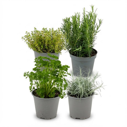 Kräutermischung – 4 Pflanzen – Ø12cm – Höhe 12-15cm – Basilikum Oregano Thymian Rosmarin Mix