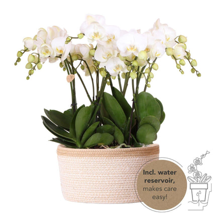 Orchideen Set Weiß im Baumwollkorb mit Wassertank – 3 Phalaenopsis Orchidee 12cm + Rhipsalis & Tillandsie – Deko Orchideen Arrangement mit integriertem Bewässerungssystem