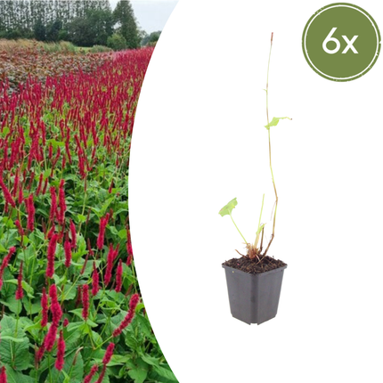 Persicaria amplexicaulis Blackfield – 6 Pflanzen – Ø9cm – Höhe 10-25cm – Winterharte Staude – Dunkelrote Blütenähren