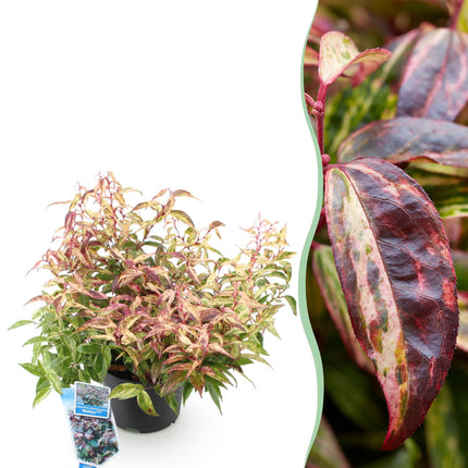 Traubenheide Leucothoe Makijaz – 17cm Höhe ca.45cm – Immergrün & farbintensiv – Braun – grünes Laub – Pflegeleichter dekorativer Zierstrauch