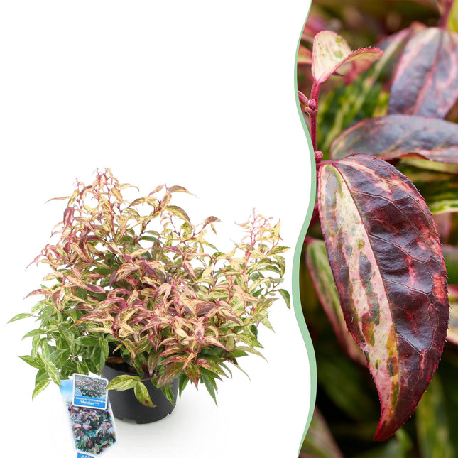 Traubenheide Leucothoe Makijaz – 17cm Höhe ca.45cm – Immergrün & farbintensiv – Braun – grünes Laub – Pflegeleichter dekorativer Zierstrauch