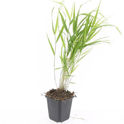 Hakonechloa macra – 24 Pflanzen – ↕10-25cm – Ø9cm – Japanisches Waldgras – Elegantes, winterhartes Ziergras für schattige Gärten