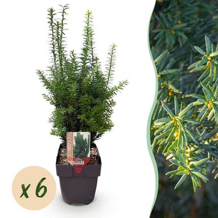 Taxus media Hillii – 6 Pflanzen für 1 Meter Hecke – Immergrün & winterhart – Eibe für dichte, schnittfeste Hecken – Ø17cm – Höhe ca. 60cm