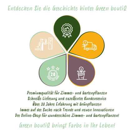 Blumenzwiebeln Allium Caeruleum – 40 Stück – Blauer Zierlauch mit sternförmigen Blüten – Zwiebelgröße 4/5 – Für Beet, Balkon & Terrasse – Pflegeleicht & bienenfreundlich