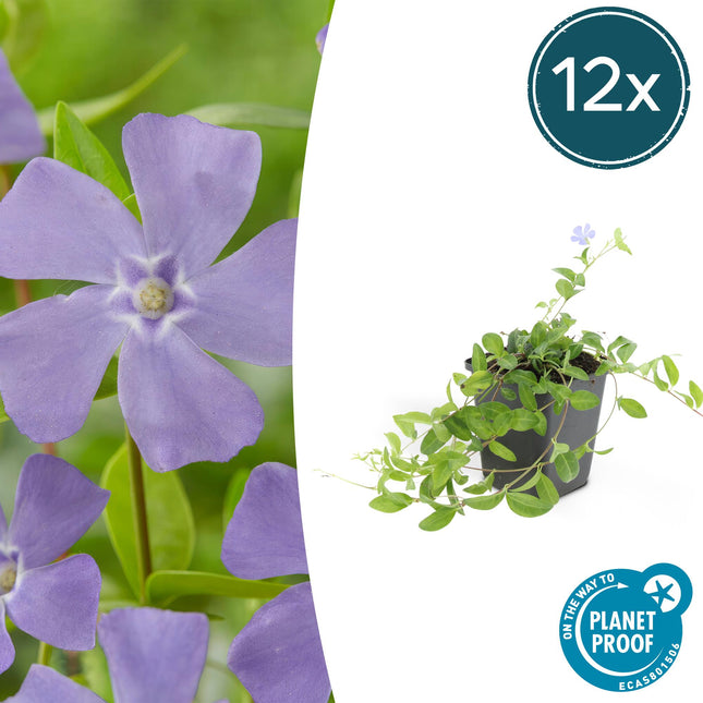 Kleines Garten – Immergrün Vinca minor 'La Grave' – ↕10-25cm – Ø9cm – 12 Pflanzen – Immergrüner Bodendecker mit violetten Blüten
