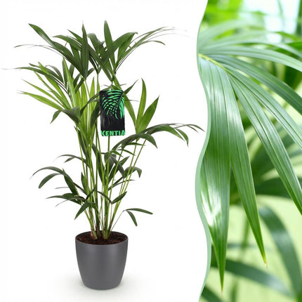 Howea Forsteriana Kentia Palme Zimmerpflanze mit grauem Topf Ø19cm Höhe 80-85cm Pflegeleichte exotische Grünpflanze für Wohnzimmer Büro Schlafzimmer