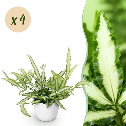 Pteris cretica Albolineata 4er Set Pflanzen Mit Weißem Topf Ø12cm Höhe ca.20cm Schwertfarn Haustierfreundlich Luftreinigend Pflegeleicht Für