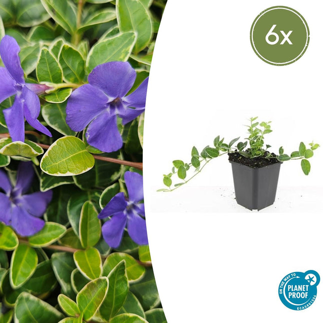 Kleinblättriges Immergrün Vinca minor 'Ralph Shugert' – ↕10-25cm – Ø9cm – 6 Pflanzen – Lavendelfarbene Blüten – Immergrün & pflegeleicht
