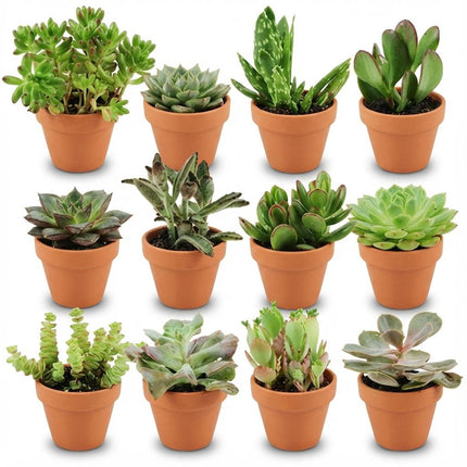 Mini Sukkulenten Mix – 12 Pflanzen – Ø8,1cm Terrakottatöpfe – Höhe 5-10cm – Pflegeleichte Zimmerpflanzen – Ideal für Fensterbank Büro & Wohnraum