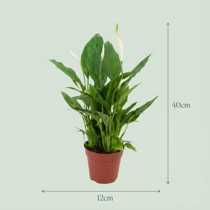 Spathiphyllum Einblatt – 2 Pflanzen – Ø12cm – Höhe 35-40cm – Luftreinigende Zimmerpflanze – Weiße Blüten – Ideal für Wohnraum & Büro