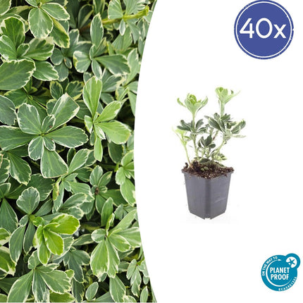 Schattengrün - Pachysandra terminalis 'Variegata' - ↕10-25cm - Ø9cm - 40 Pflanzen – Immergrüner Bodendecker – Cremeweiße Blätter – Pflegeleicht & Winterhart