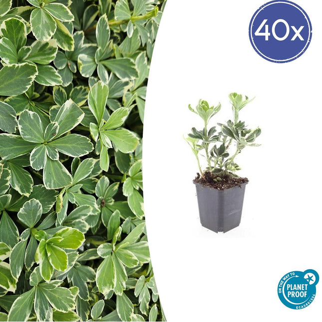 Schattengrün - Pachysandra terminalis 'Variegata' - ↕10-25cm - Ø9cm - 40 Pflanzen – Immergrüner Bodendecker – Cremeweiße Blätter – Pflegeleicht & Winterhart