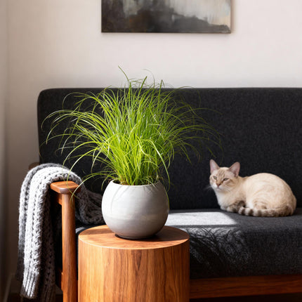 Cyperus alternifolius Zumula – 4 Pflanzen Set – Ø12cm Höhe 28-30cm – Katzengras mit fächerförmigen Blättern – Haustierfreundliche Zimmerpflanze