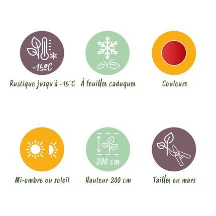 Japanischer Ahorn Acer palmatum Beni Maiko – Rote Balkonpflanze – Ø19cm – Höhe ca. 70cm – Kompakter Zierahorn für Beet & Terrasse