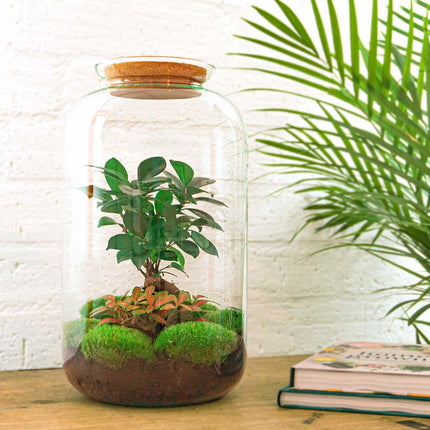 Flaschengarten Sven Bonsai – DIY Bausatz Terrarium – ↕43cm – Do – It – Yourself Pflanzen – Set im Glas mit Korkdeckel – Autarkes Mini – Ökosystem