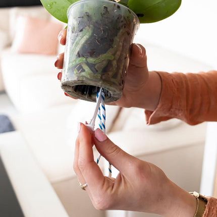 WaterWick Bewässerungsdocht – 3 Stück – Selbstbewässerung für Zimmerpflanzen & Orchideen – Einfaches Wasserzugsystem für konstante Feuchtigkeit