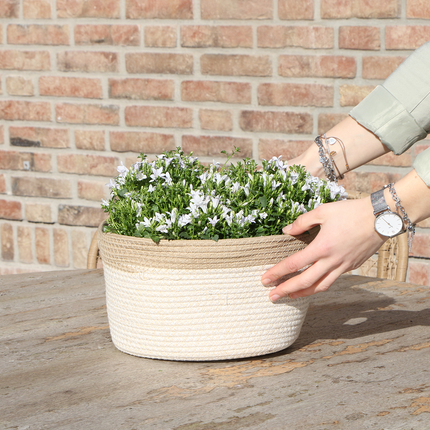 Campanula Addenda Ambella weiß 3er Set – Glockenblume weiß im Baumwollkorb mit Bewässerungsreservoir – Topfgröße 12cm – winterhart, lang blühend für Balkon, Garten & Wohnraum