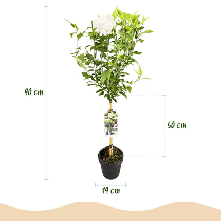 Hibiscus syriacus White Chiffon – Stamm-Pflanze – Ø19 cm – Höhe ca. 90 cm – Weiße Blüten – Laubabwerfend & pflegeleicht – Für Garten, Terrasse & Balkon