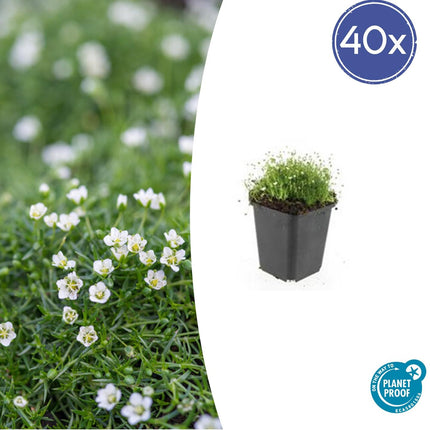 Pfriemen-Mastkraut - Sagina subulata - ↕10-25cm - Ø9cm - 40 Pflanzen – Rasenersatz & Fugenbegrünung – Trittfest & winterhart