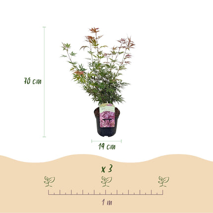Japanischer Ahorn Acer palmatum 'Jerre Schwartz' – Dunkelrot – Balkon- & Gartenpflanze – Ø19 cm – Ca. 70 cm hoch – Kompakter Zierahorn mit elegantem Farbspiel