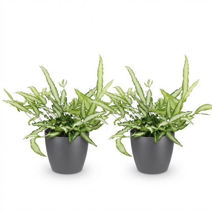 Pteris Cretica Albolineata Schwertfarn Pflanze 2er Set mit grauem Topf Ø12cm Höhe 20cm Haustierfreundliche Grünpflanze pflegeleicht für Zimmer & Büro