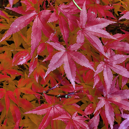 Japanischer Ahorn – Acer palmatum 'Pink Dwarf' – 2 Pflanzen – ca. 70 cm hoch – Ø19 cm – rosa Laubaustrieb – kompakter Wuchs – Balkon- & Gartenpflanze