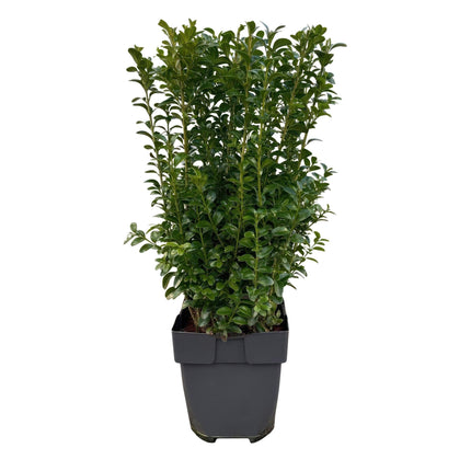 Buxus sempervirens – 6 Pflanzen für 1 laufenden Meter – Gewöhnlicher Buchsbaum – Immergrüne Heckenpflanze im 17cm Topf – ca. 45cm hoch – Dicht & pflegeleicht für Gartenhecken