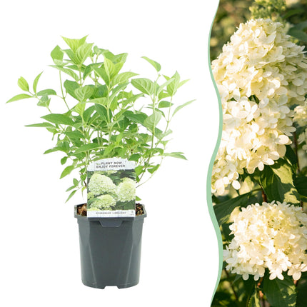 Rispenhortensie – Hydrangea panniculata Limelight – Blüte Limonengrün-Cremeweiß – Laubabwerfend – Große Blüten – 17cm – Höhe ca. 50cm