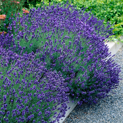 Echter Lavendel Lavandula angustifolia Hidcote – Heckenpflanze – Graues Blatt – 6 Pflanzen – 1  laufender Meter – Immergrün – 17 cm Höhe 30 cm – Duftpflanze & Bienenfreundlich