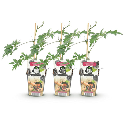 Immergrüne Brombeere Rubus fruticosus Thornless Evergreen frosthart 3 Pflanzen Ø9cm Höhe30cm – Dornenlose schwarze Brombeere für Garten & Balkon