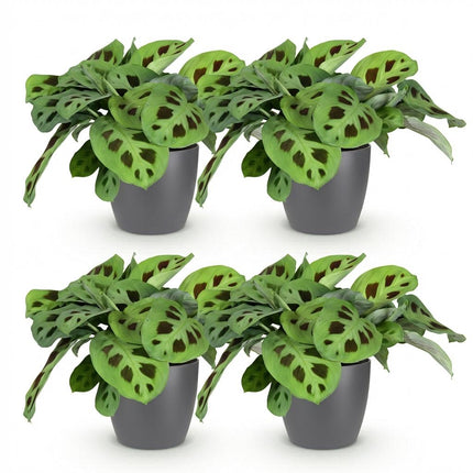 Maranta Fascinator Kerchoveana Zebrapflanze – 4er Set Zimmerpflanzen im grauen Topf Ø12cm Höhe25cm – Haustierfreundliche Grünpflanze – Pflegeleicht