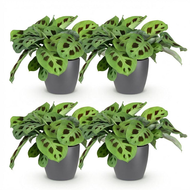 Maranta Fascinator Kerchoveana Zebrapflanze – 4er Set Zimmerpflanzen im grauen Topf Ø12cm Höhe25cm – Haustierfreundliche Grünpflanze – Pflegeleicht