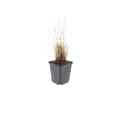 Diamantgras Calamagrostis brachytricha – 48 Pflanzen – 10-25cm – Ø9cm – Winterhartes Ziergras mit rosafarbenen Blütenrispen