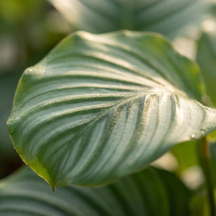 Korbmarante Calathea Orbifolia – Ø17cm – Höhe 40-50cm – Große silbrig gestreifte Blätter – Dekorative Zimmerpflanze für Wohnraum Büro & Schlafzimmer