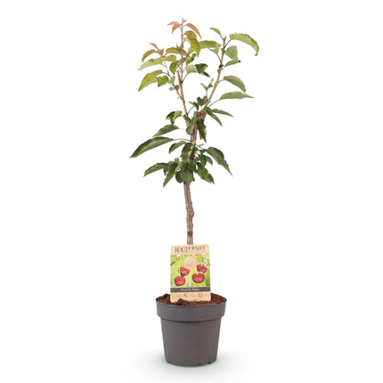 Kirschbaum Prunus avium Regina – Rote Kirsche – Obstbaum im Ø21cm – Höhe ca. 90cm – Süße Kirschen, pflegeleicht & gesund – Perfekt für Garten & Balkon