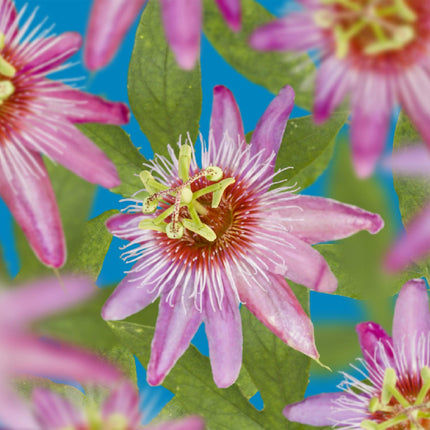 Passionsblume Passiflora Anastasia – 2 Pflanzen 11cm – ca. 40cm hoch – Exotische Kletterpflanze mit rosa Blüten – Pflegeleicht & dekorativ