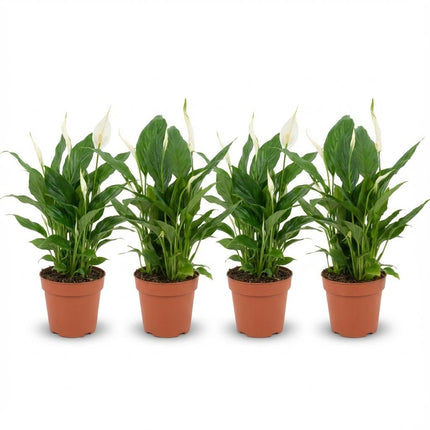 Spathiphyllum Einblatt – 4 Pflanzen – Ø12cm – Höhe 35-40cm – Luftreinigende Zimmerpflanze – Weiße Blüten – Ideal für Wohnraum & Büro