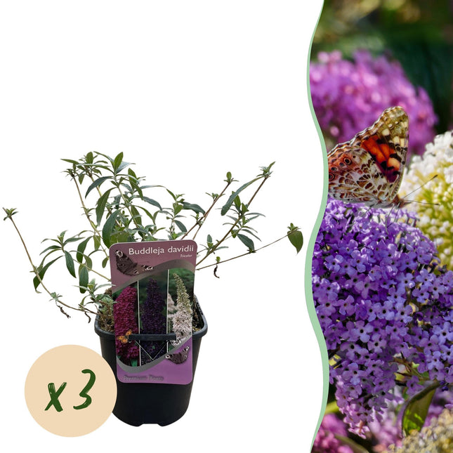 Schmetterlingsstrauch Buddleja davidii Tricolour – 3 Pflanzen – 1 m² – Blüten Rosa, Weiß & Lila – Schmetterlingsanlockend – 17 cm x H30 cm – Pflegeleicht & Bienenfreundlich