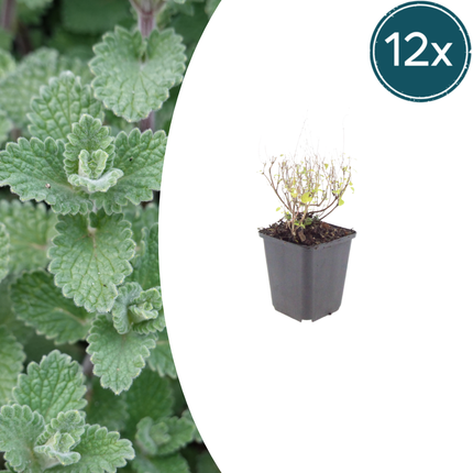Bergminze Calamintha nepeta – 12 Pflanzen – 10-25cm – Ø9cm – Duftende Staude für sonnige Beete – Bienenfreundliche Gartenpflanze mit langer Blütezeit