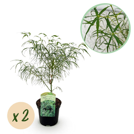 Japanischer Ahorn – Acer palmatum 'Koto-no-ito' – 2 Pflanzen – ca. 70 cm hoch – Ø19 cm – feingliedriges grünes Laub – Balkon- & Gartenpflanze