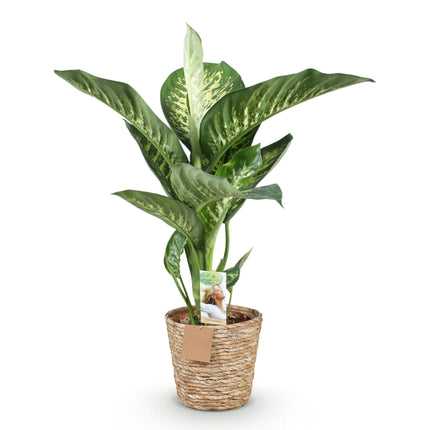Dieffenbachia Tropic Snow – 90-100cm – 21cm inkl. Naturkorb – Pflegeleichte bunte Zimmerpflanze – Großes grün – weißes Blattwerk