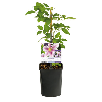 Kletterpflanze – Clematis Piilu – Rosa Blüten – 2 Pflanzen – 11cm – Höhe 40cm – Blüte Mai–September – Pflegeleicht & bienenfreundlich