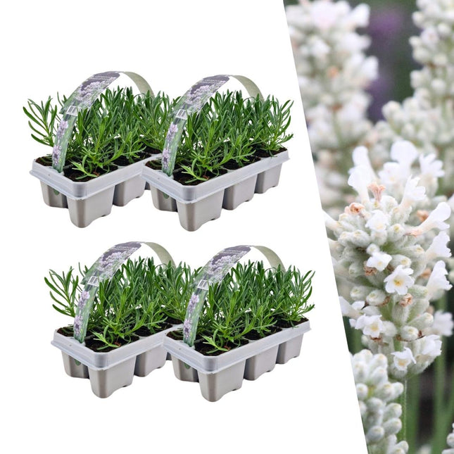 Echter Lavendel angustifolia White – 24 Pflanzen – Ø7cm - ca. 15cm hoch – Mehrjähriger, weiß blühender Lavendel – Duftend, winterhart & pflegeleicht