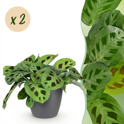 Maranta Fascinator Kerchoveana Zebrapflanze – 2er Set Zimmerpflanzen im grauen Topf Ø12cm Höhe25cm – Haustierfreundliche Grünpflanze – Pflegeleicht