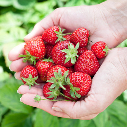 Erdbeere Fragaria Elvira winterhart 6 Pflanzen Höhe 30cm Ø9cm – Rote Erdbeere für Beet Balkon & Topf – Pflegeleichte Obstpflanze mit hohem Ertrag