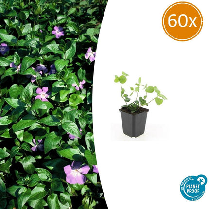 Großes Immergrün Vinca major – ↕10-25cm – Ø9cm – 60 Pflanzen – Immergrüner Bodendecker mit violett-blauen Blüten – Pflegeleicht & winterhart